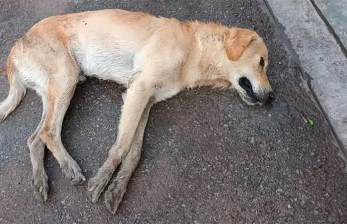 Envenenan perros en colonia Pedraza
