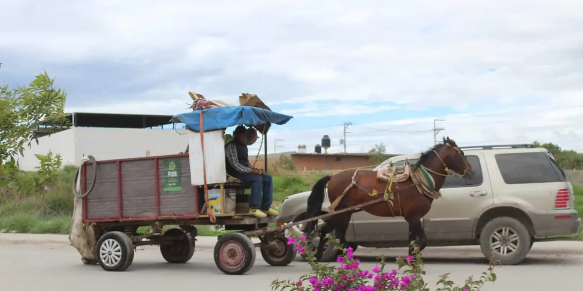 Carreta de recolección de basura jalada por un caballo
