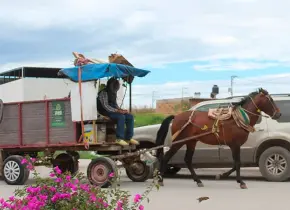 Aún usan animales de tiro en V. de Pozos