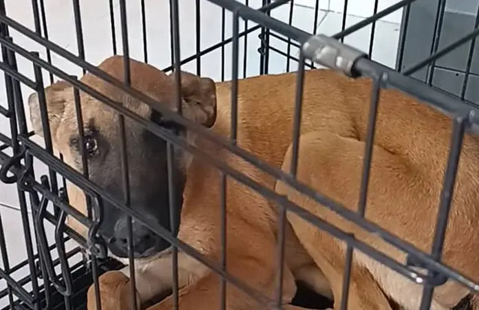 Crecen trastornos gastrointestinales en las mascotas