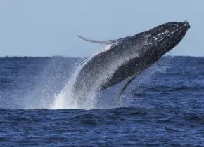 Ballenas jorobadas detienen tráfico en autopista australiana