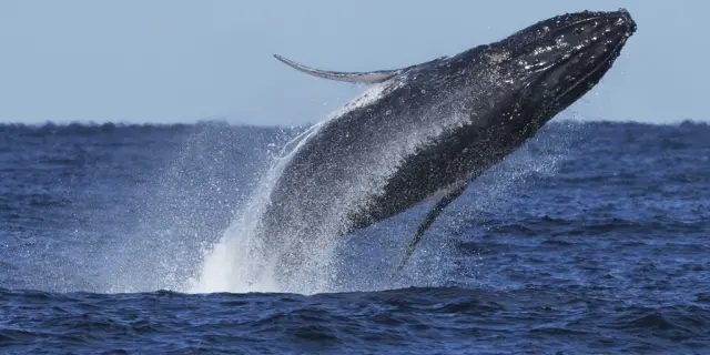 Ballenas jorobadas detienen tráfico en autopista australiana