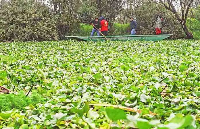 Extraen lirio acuático de Xochimilco