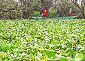 Extraen lirio acuático de Xochimilco