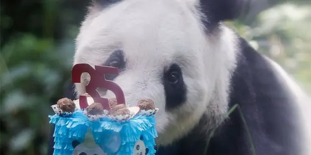 Xin Xin celebra 35 años