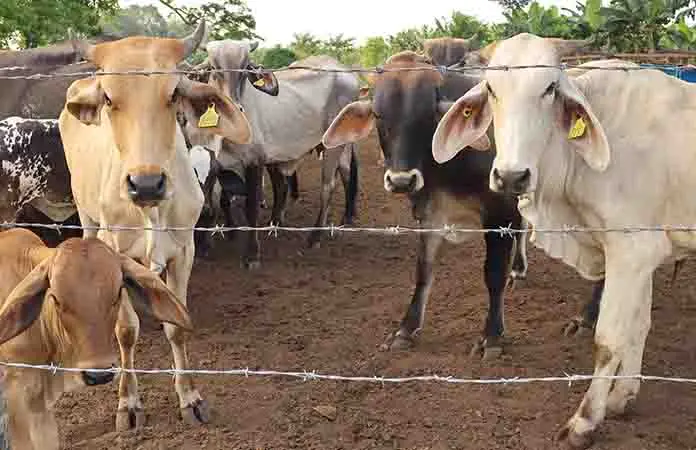 Secretario de Desarrollo Rural alerta sobre aumento de casos de gusano barrenador en Yucatán