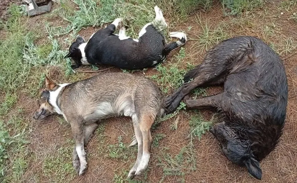 Denuncian envenenamiento masivo de perros en Yucatán