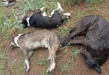 Envenenamiento masivo mata a 60 perros en Chiapas Envenenamiento masivo mata a 60 perros en Chiapas