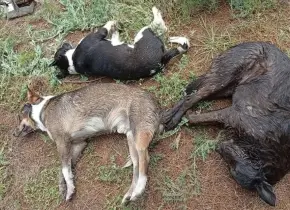 Indaga FGE posible envenenamiento masivo de perros en Salinas