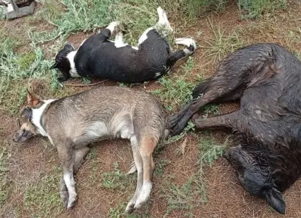 Indaga FGE posible envenenamiento masivo de perros en Salinas