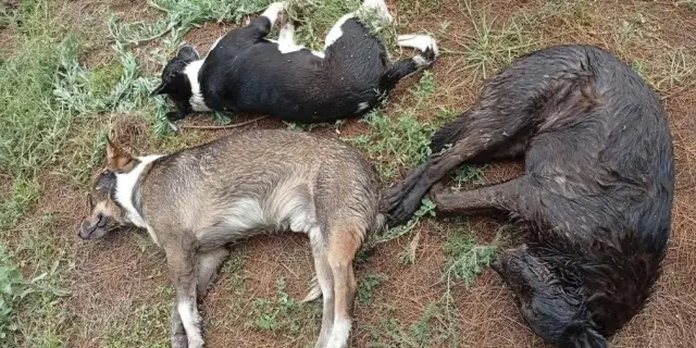Indaga FGE posible envenenamiento masivo de perros en Salinas