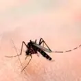 Casos de dengue, en Praderas y Santa Rosa