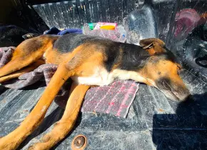Estiman que son más los perros y gatos asesinados en Salinas