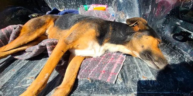Estiman que son más los perros y gatos asesinados en Salinas