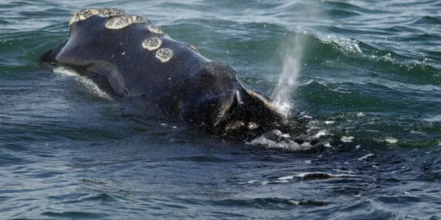 Canadá promete proteger a las ballenas francas del Atlántico Norte