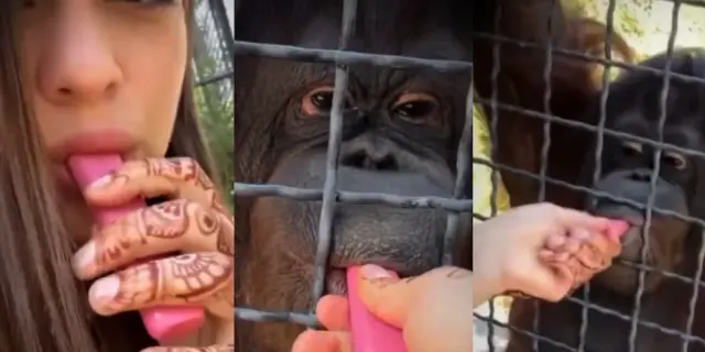 Boxeadora rusa fuma con orangután en zoológico de Crimea