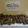 Profepa decomisa 2 mil 152 cactáceas
