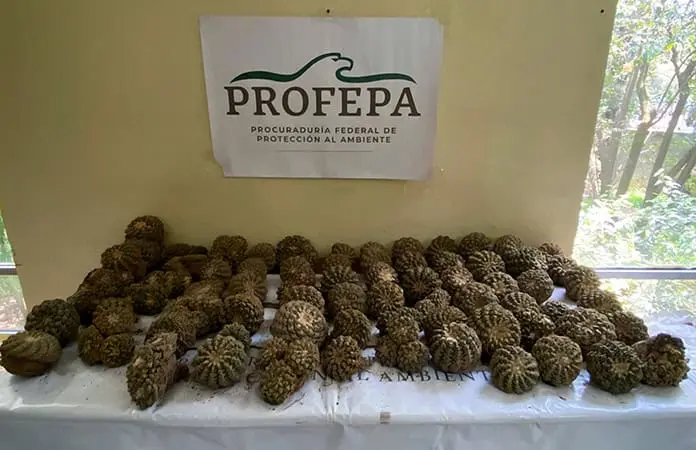 Profepa decomisa 2 mil 152 cactáceas