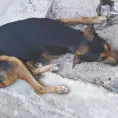Denuncian asesinato de perro Canelo en SGS