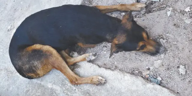 Denuncian asesinato del Canelo en Soledad