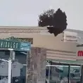 Eliminan enjambre de abejas con fuego