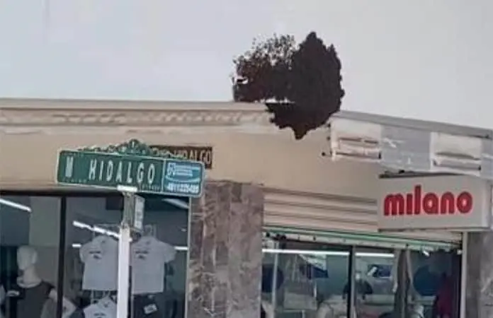 Eliminan enjambre de abejas con fuego