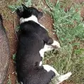 En SGS, 7 casos de maltrato animal vinculados a proceso 