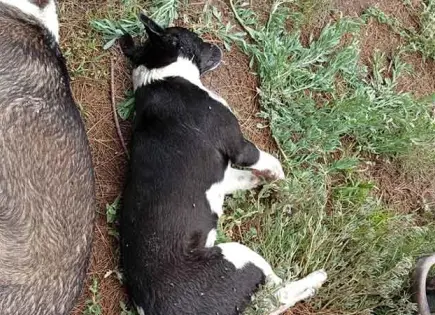 En SGS, 7 casos de maltrato animal vinculados a proceso 