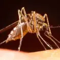 Preocupación por plaga de zancudos en la Huasteca