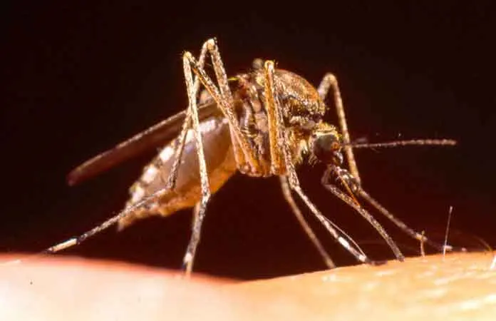 Preocupación por plaga de zancudos en la Huasteca