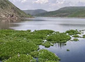 Ipicyt concluyó que lirio en San José ayuda a limpiar agua: EGC