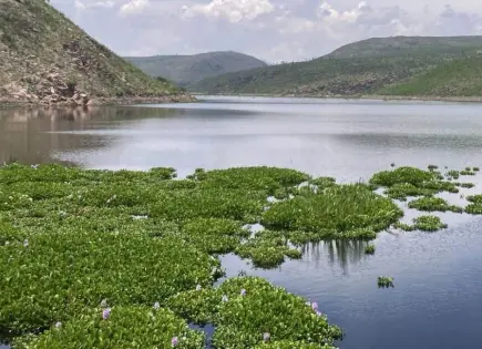 Ipicyt concluyó que lirio en San José ayuda a limpiar agua: EGC