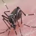 Valles, con 4 de cada 10 casos de dengue en SLP