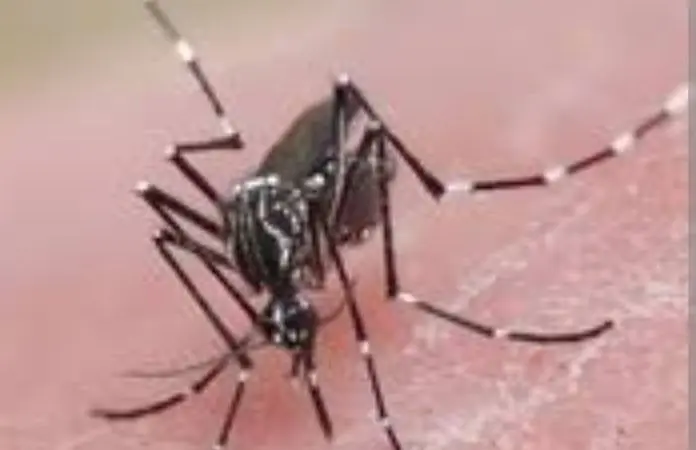 Valles, con 4 de cada 10 casos de dengue en SLP