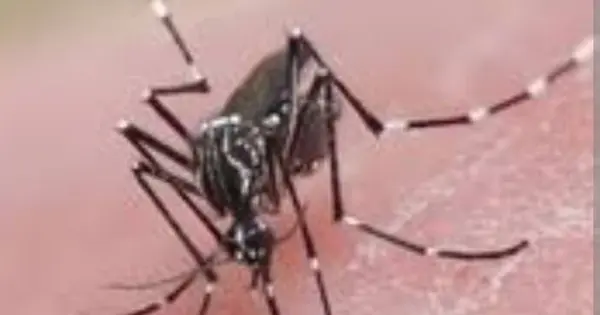 Reporta Salud baja en casos de dengue