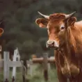 Detectan ganado con gusano barrenador