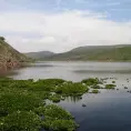 Lirio limpia  agua de presa San José: EG