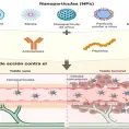 Nanovacunas, una estrategia innovadora en la lucha contra las enfermedades respiratorias emergentes
