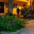 Se desploman ramas de enorme árbol