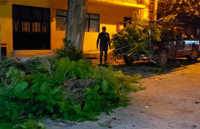 Se desploman ramas de enorme árbol
