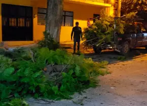 Se desploman ramas de enorme árbol