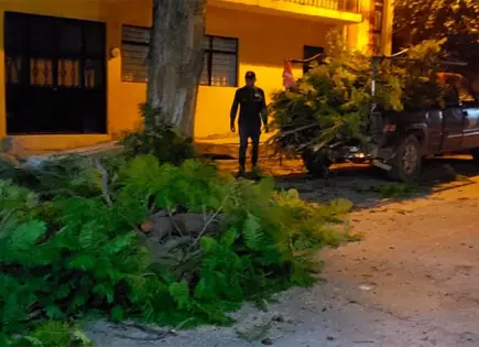 Se desploman ramas de enorme árbol