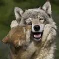 LOS ANIMALES SON SERES SINTIENTES, NO MÁQUINAS