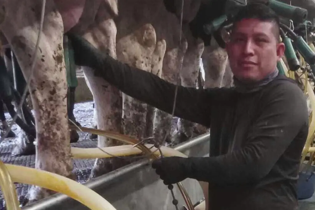 Redada de Inmigración en Vermont: Trabajadores Detenidos en Granja Lechera