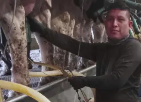 Redada de Inmigración en Vermont: Trabajadores Detenidos en Granja Lechera