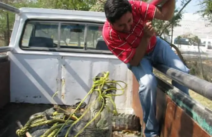 El ataque de un saurio captado en una foto