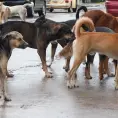 Heces caninas, un riesgo permanente