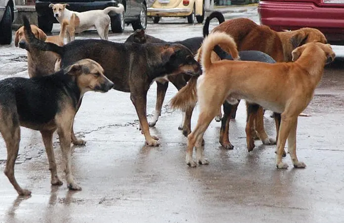 Heces caninas, un riesgo permanente