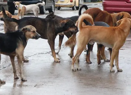 Heces caninas, un riesgo permanente