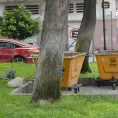 Reforestan parques y jardines en la capital